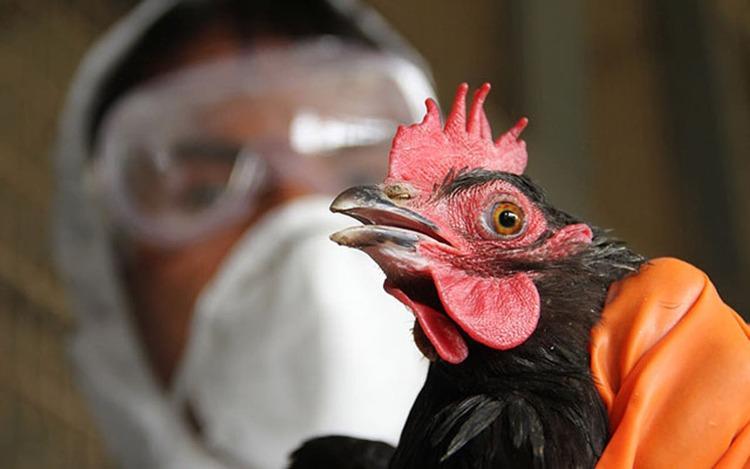 شیوع آنفلوآنزای پرنده&zwnjها را چگونه بگذرانیم؟