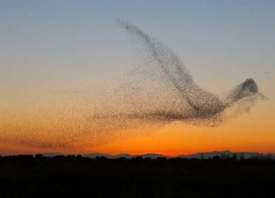 عکس های باورنکردنی یک عکاس از هزاران پرنده که همه را متعجب نموده است