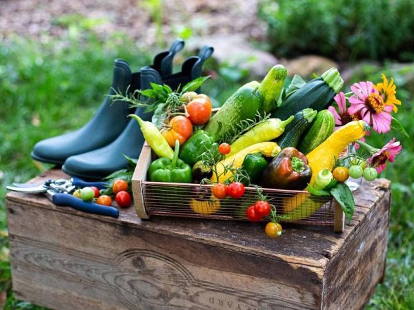 معرفی 10 میوه و سبزی برای کاشت در فصل تابستان