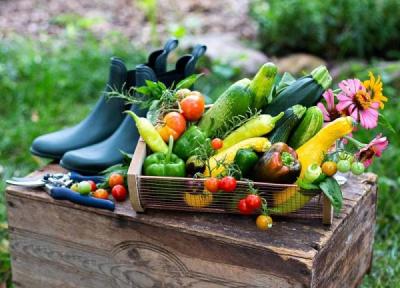 معرفی 10 میوه و سبزی برای کاشت در فصل تابستان