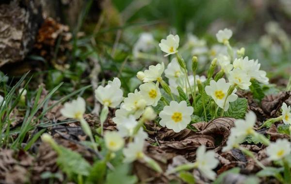 20 گل زیبای بهاری که می توانید در باغچه بکارید