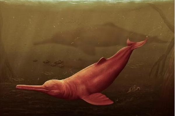 دلفینی غول پیکر در آمازون پیدا شد