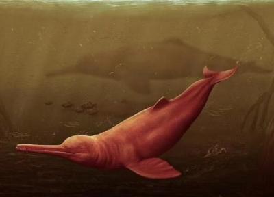 دلفینی غول پیکر در آمازون پیدا شد